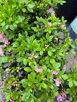 Azalea - pale pink plant