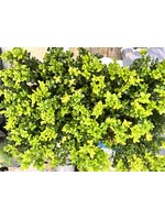 Clocks Buxus Box plants
