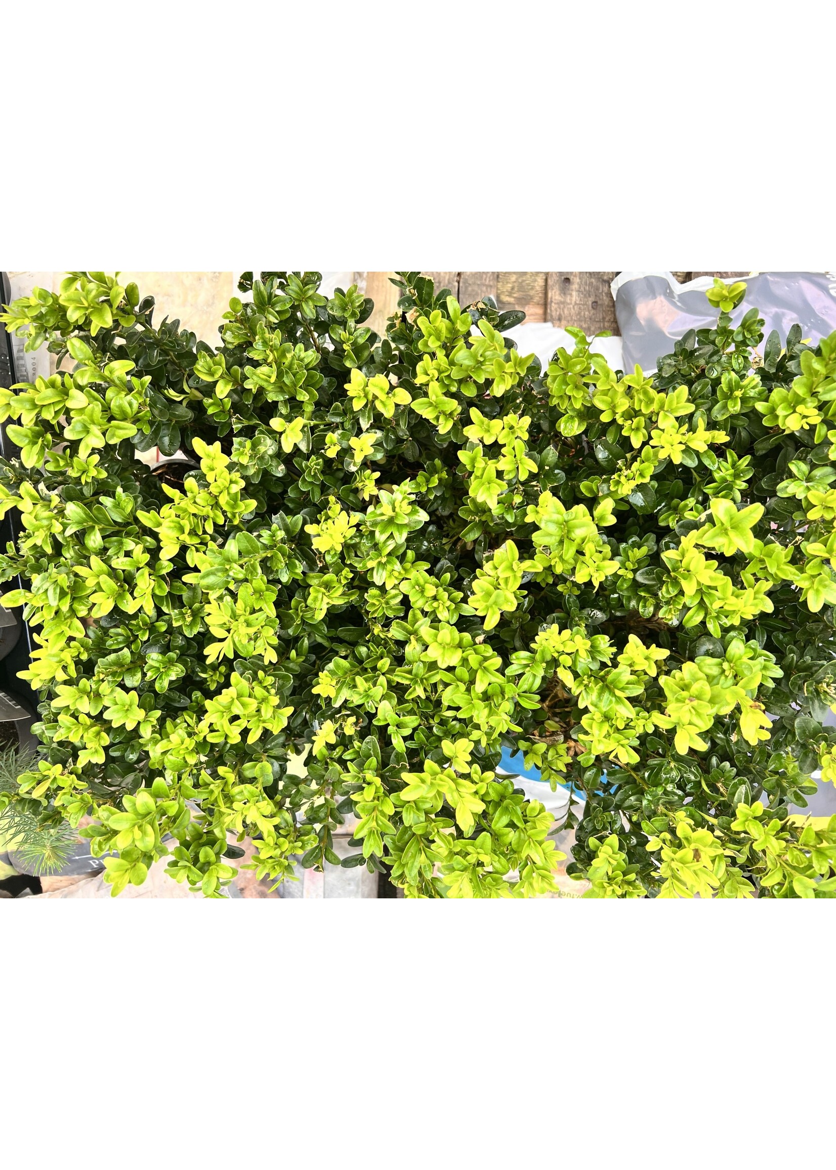 Clocks Buxus Box plants