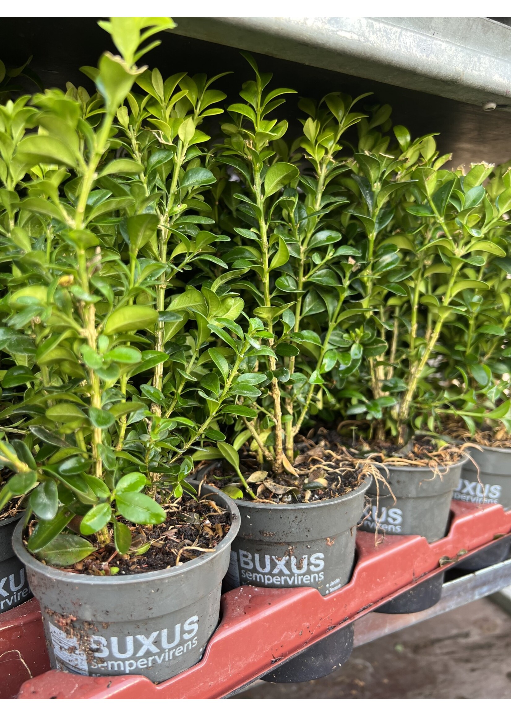 Clocks Buxus Box plants
