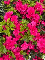 Azalea - pink plant