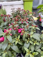 Fuchsia - Plant
