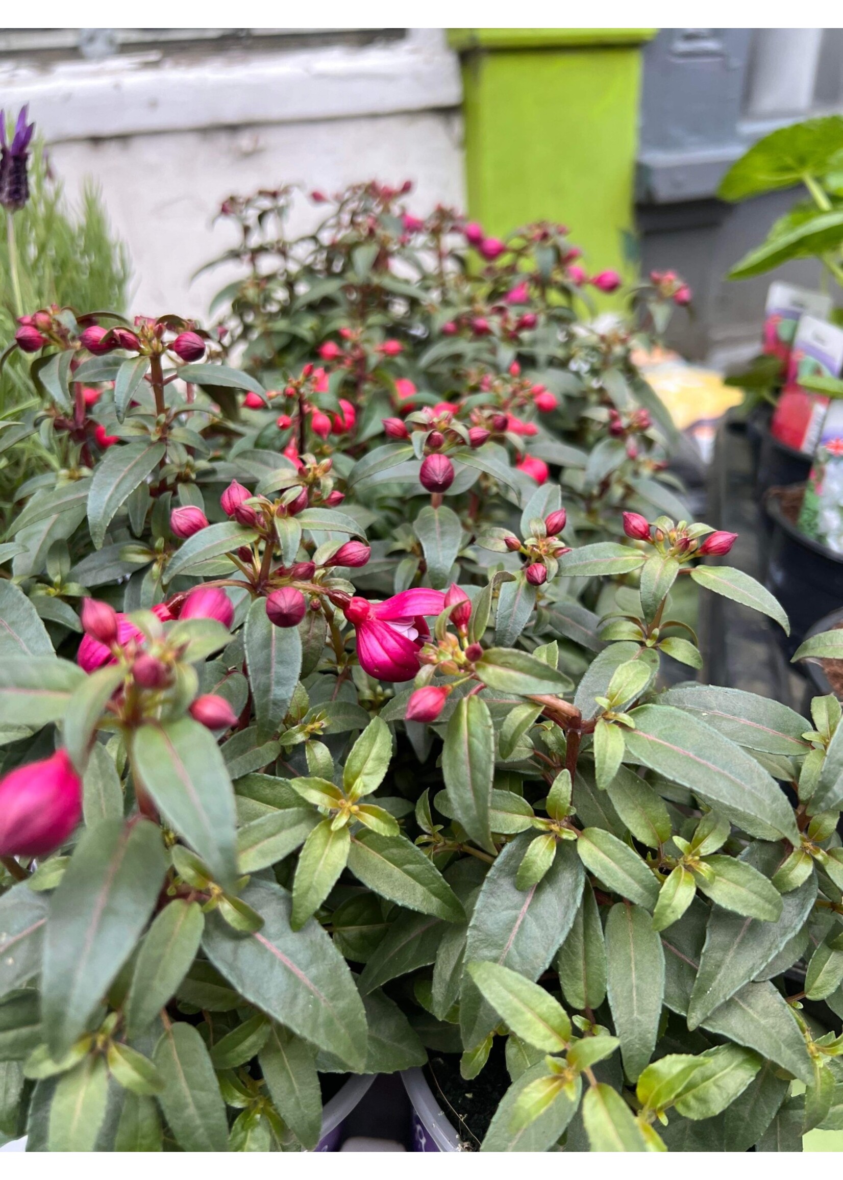 Plant