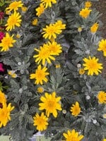 Yellow Euryops Pectinatus (Silver Star) flower Plant