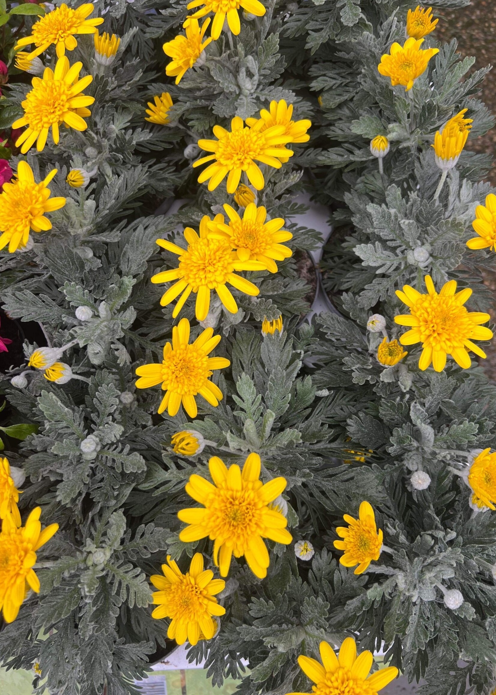 Yellow Euryops Pectinatus (Silver Star) Plant