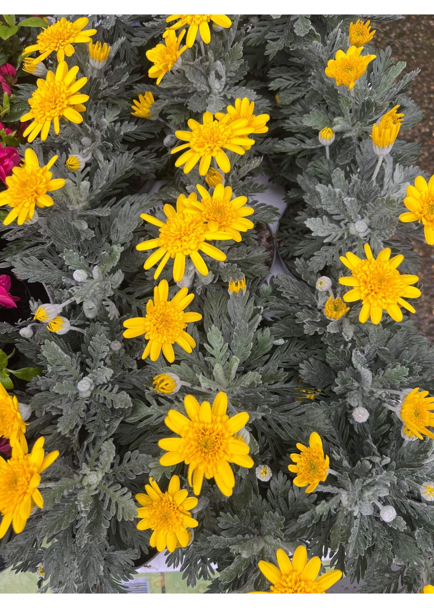 Yellow Euryops Pectinatus (Silver Star) Plant