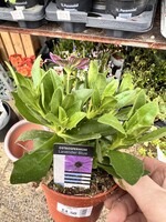 Osteospermum Lavender Blue Plant