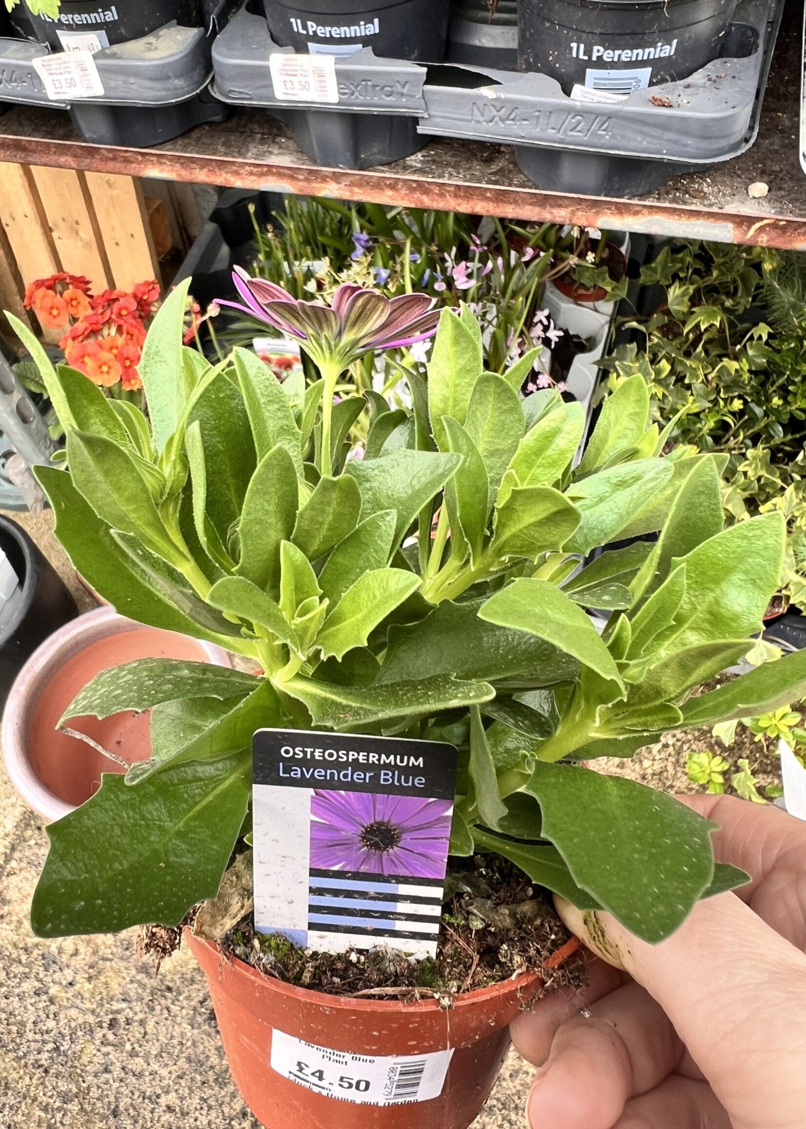 Osteospermum Star Plant Purple or Orange