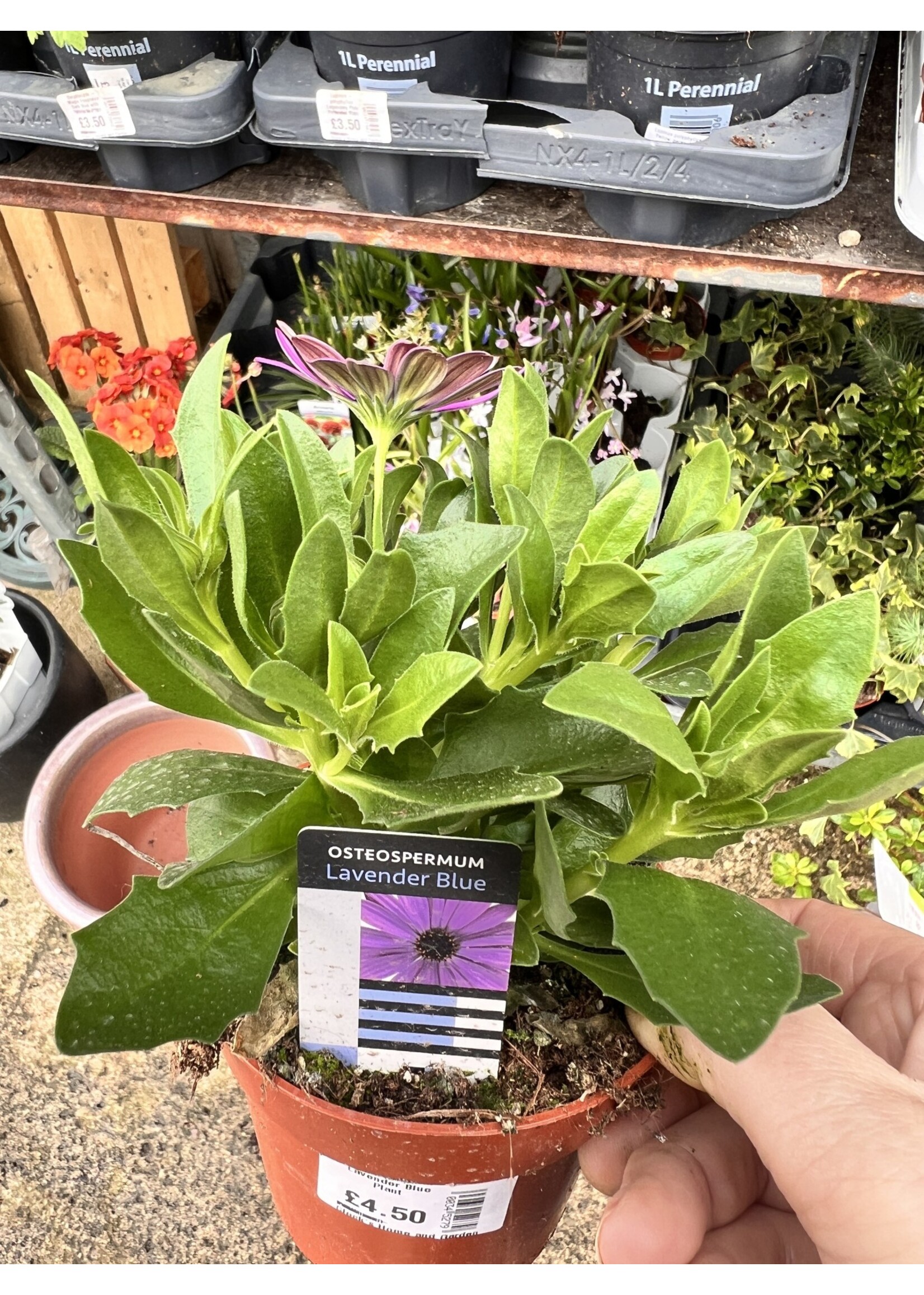 Osteospermum Star Plant Orange
