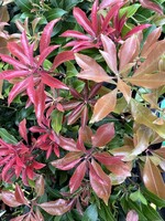 Clocks Pieris jap 'Mountain Fire' Plant