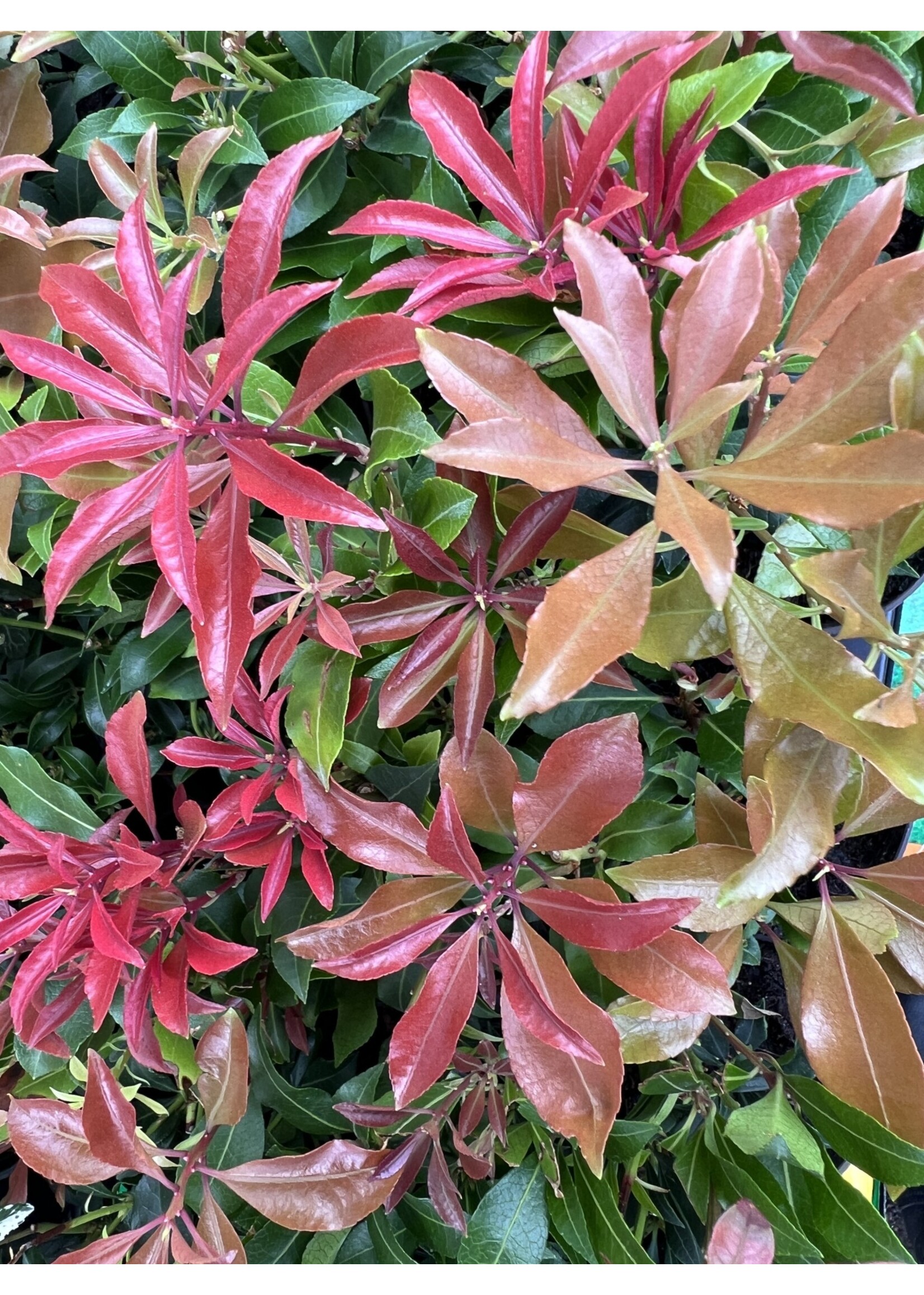 Clocks Pieris jap 'Mountain Fire' Plant