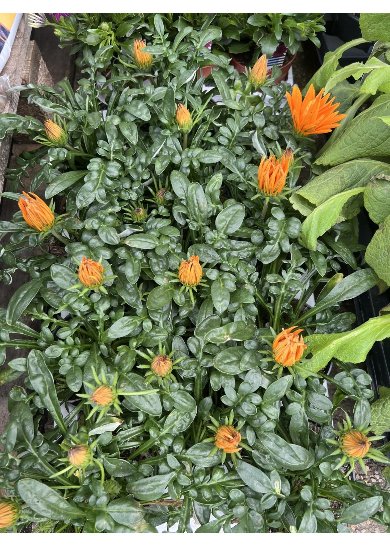 Plant