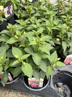 Bush Fuchsia - Plant