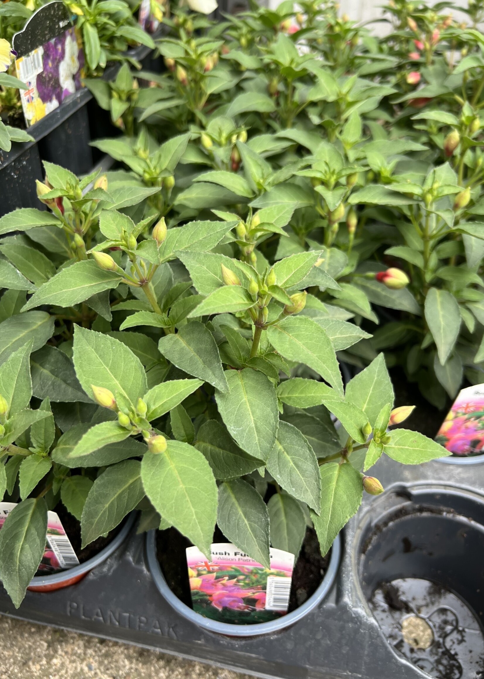 Bush Fuchsia - Plant