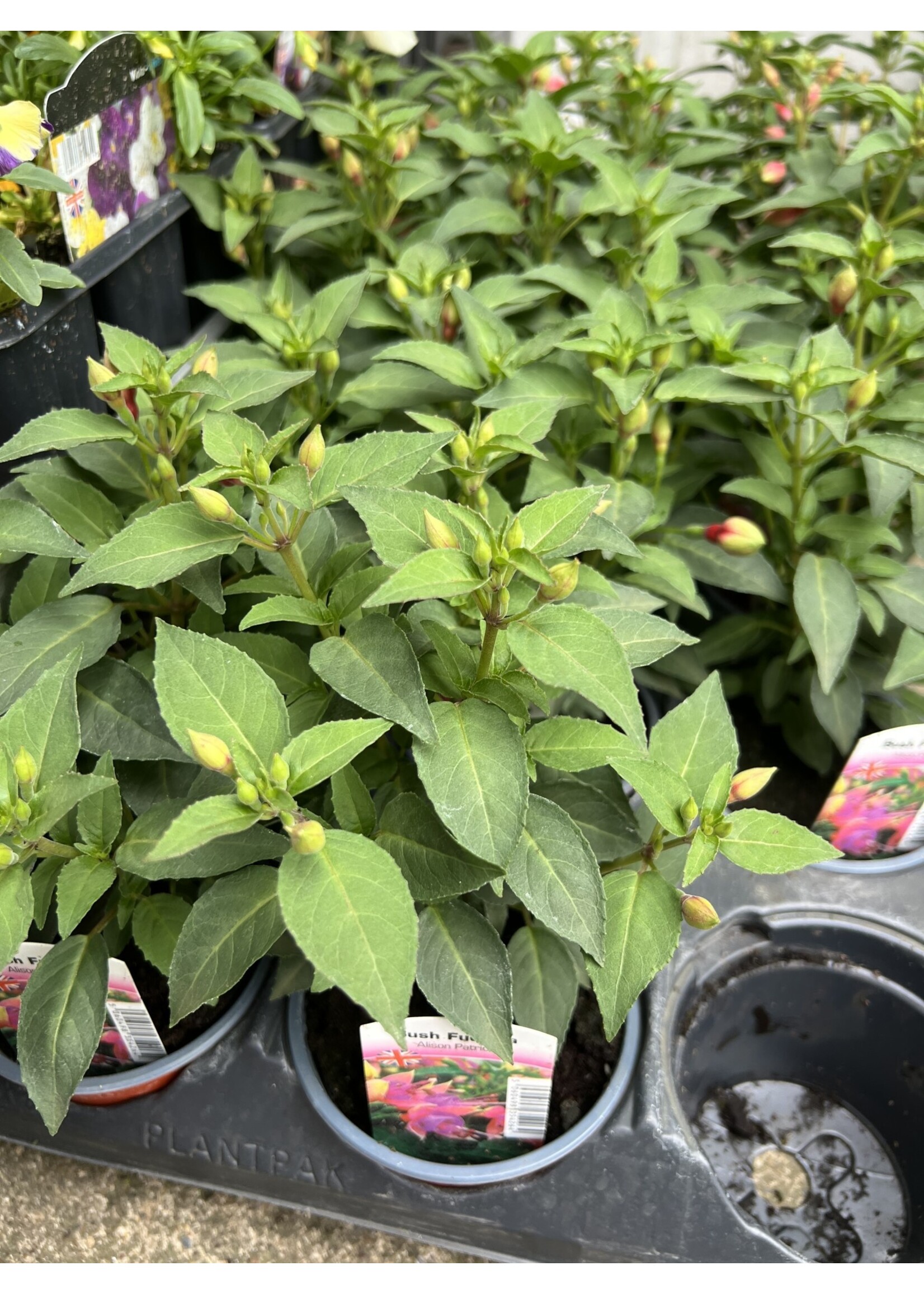 Bush Fuchsia - Plant