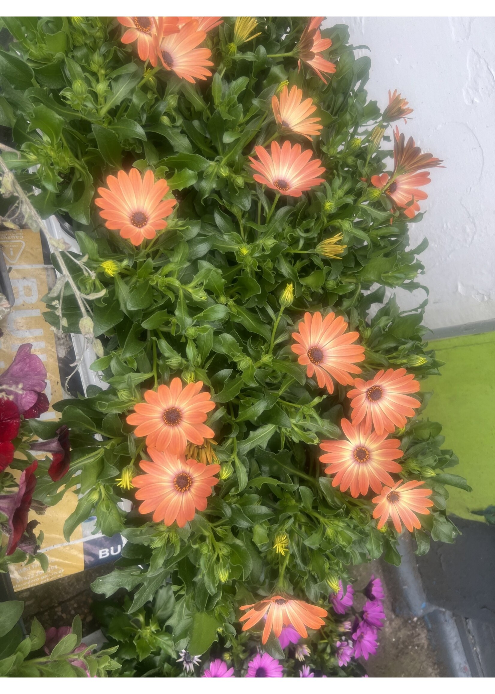 Osteospermum Star Plant Orange