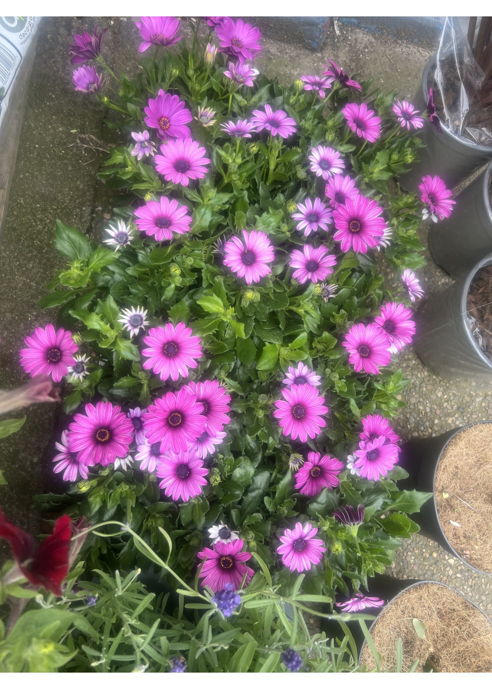 Osteospermum Star Plant Purple or Orange