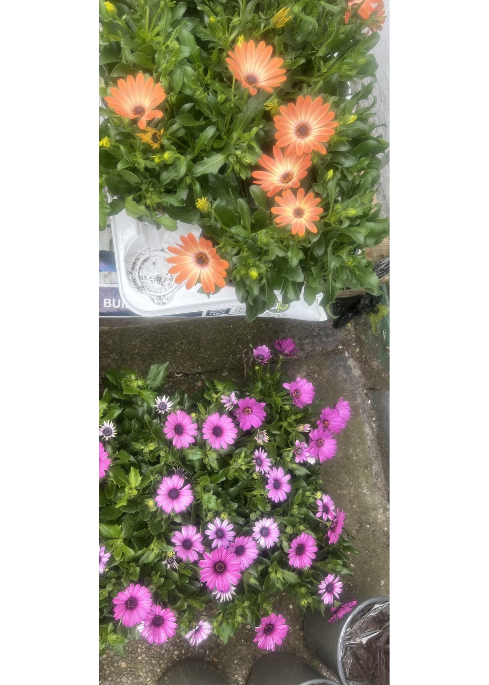 Osteospermum Star Plant Orange