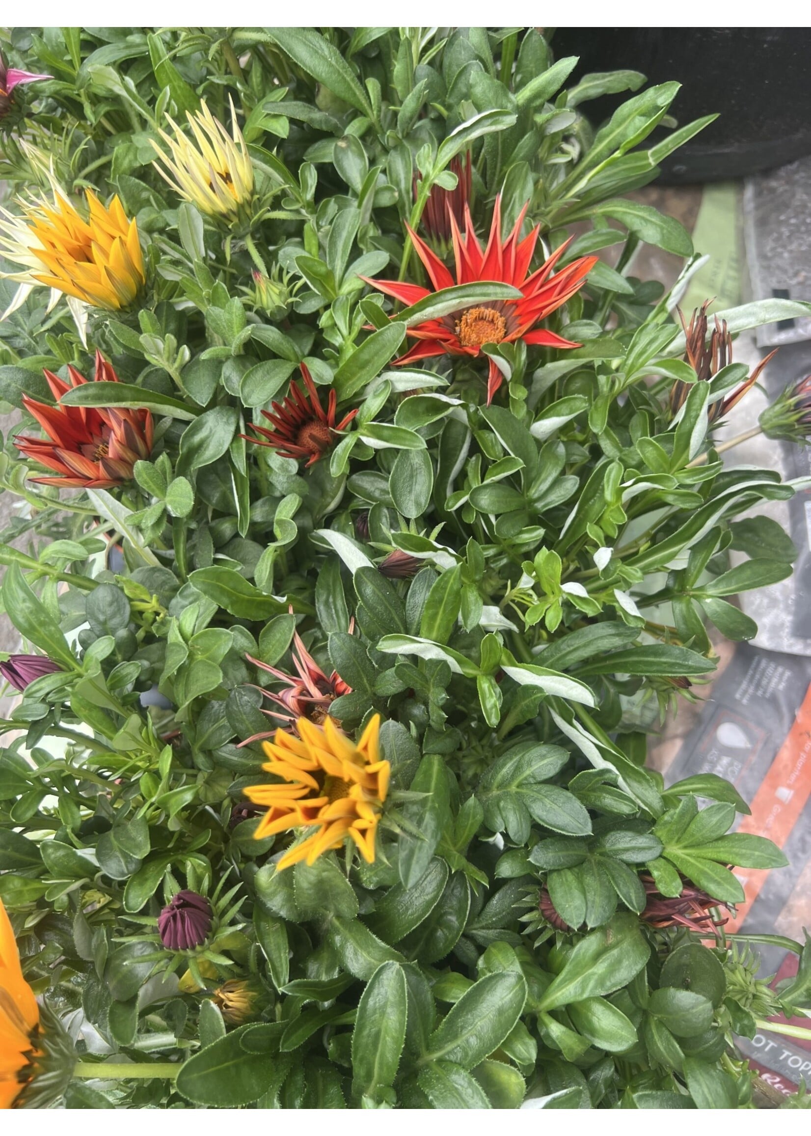 Plant