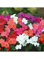 Unwins Busy Lizzie - Beacon Mixed