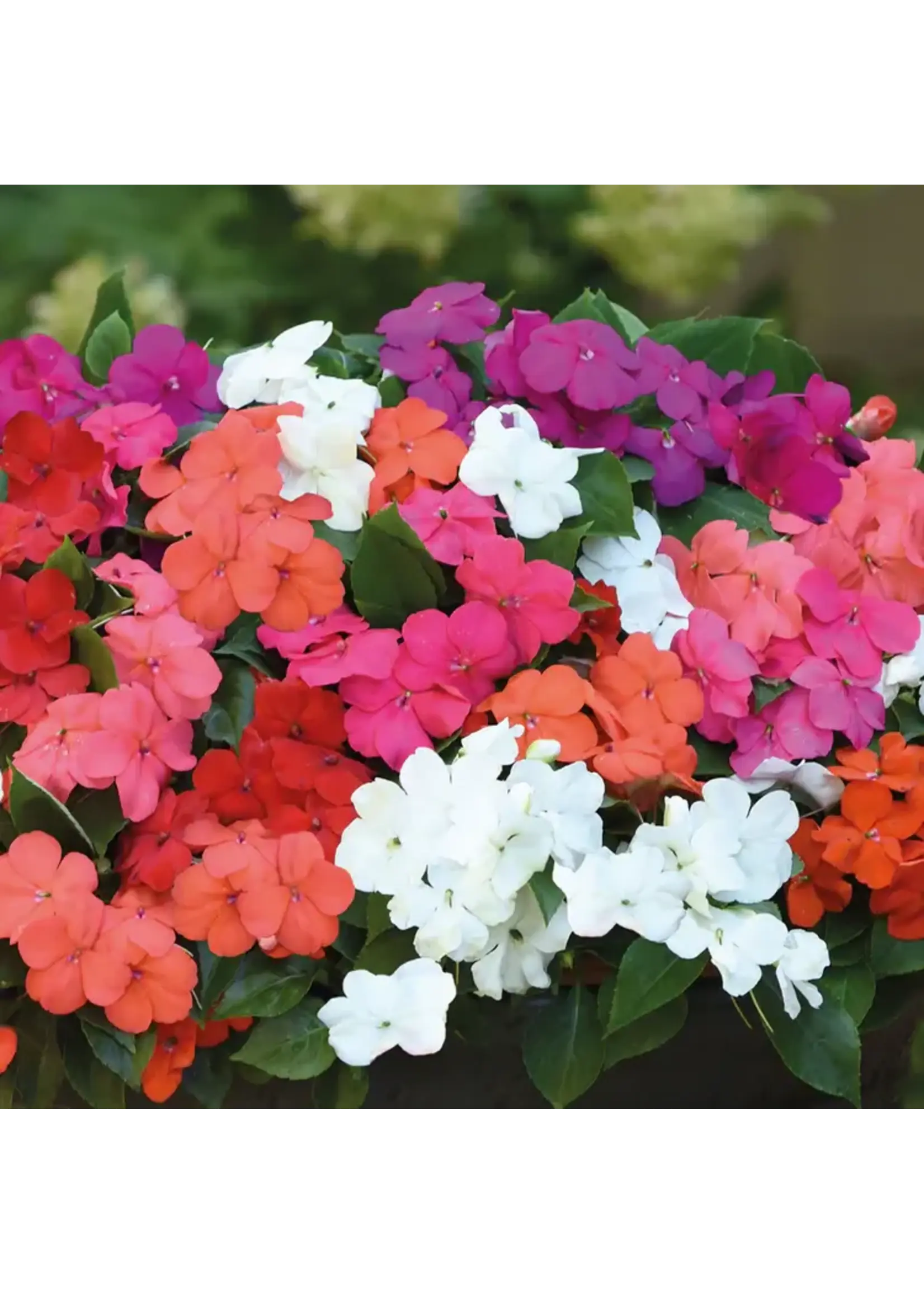 Unwins Busy Lizzie - Beacon Mixed