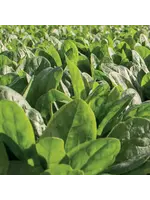 Unwins Spinach - Nevada