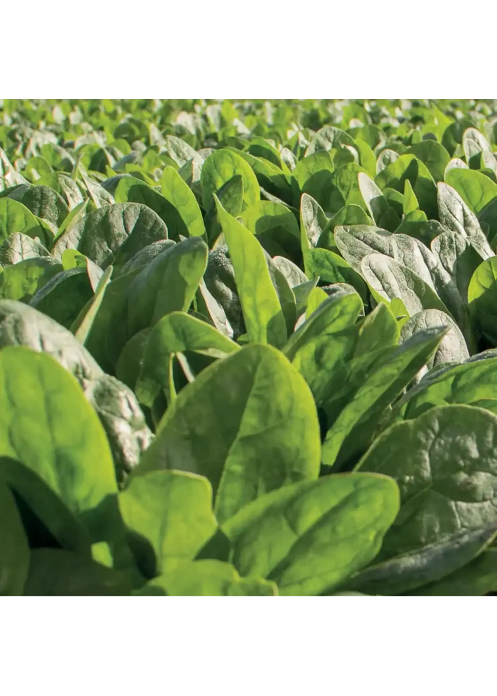 Unwins Spinach - Nevada