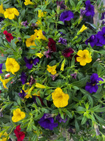 Calibrachoa Mixed Plant