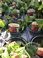 Fuchsia Dark eyes Trailing   - Plant