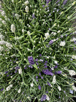 Clocks English Lavender - Mixed White and Purple  Plant