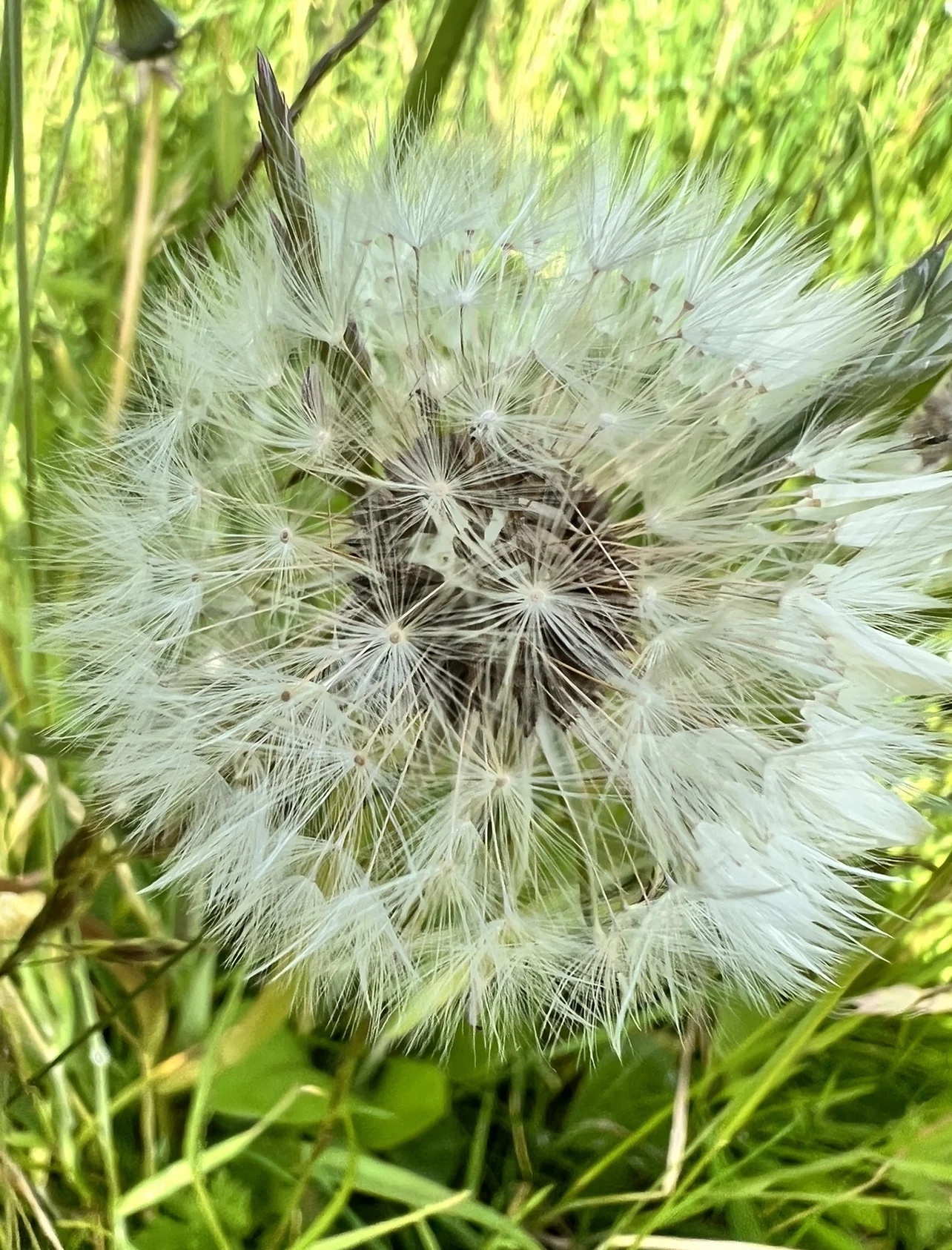 Dandilion_Clock