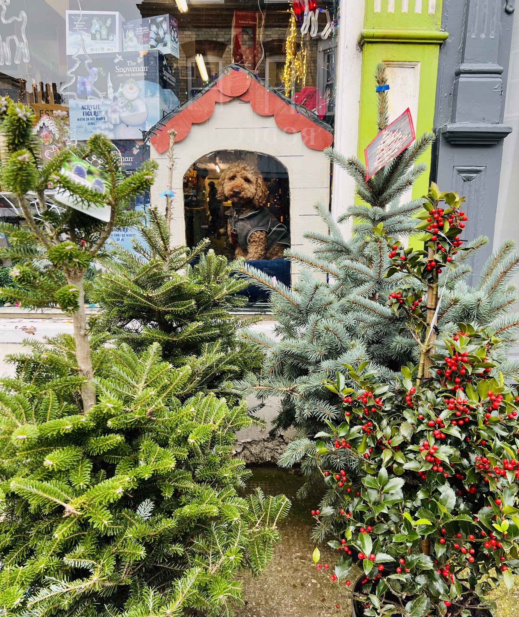 Doggie_window_cockerpoo_christmas_tree_fir