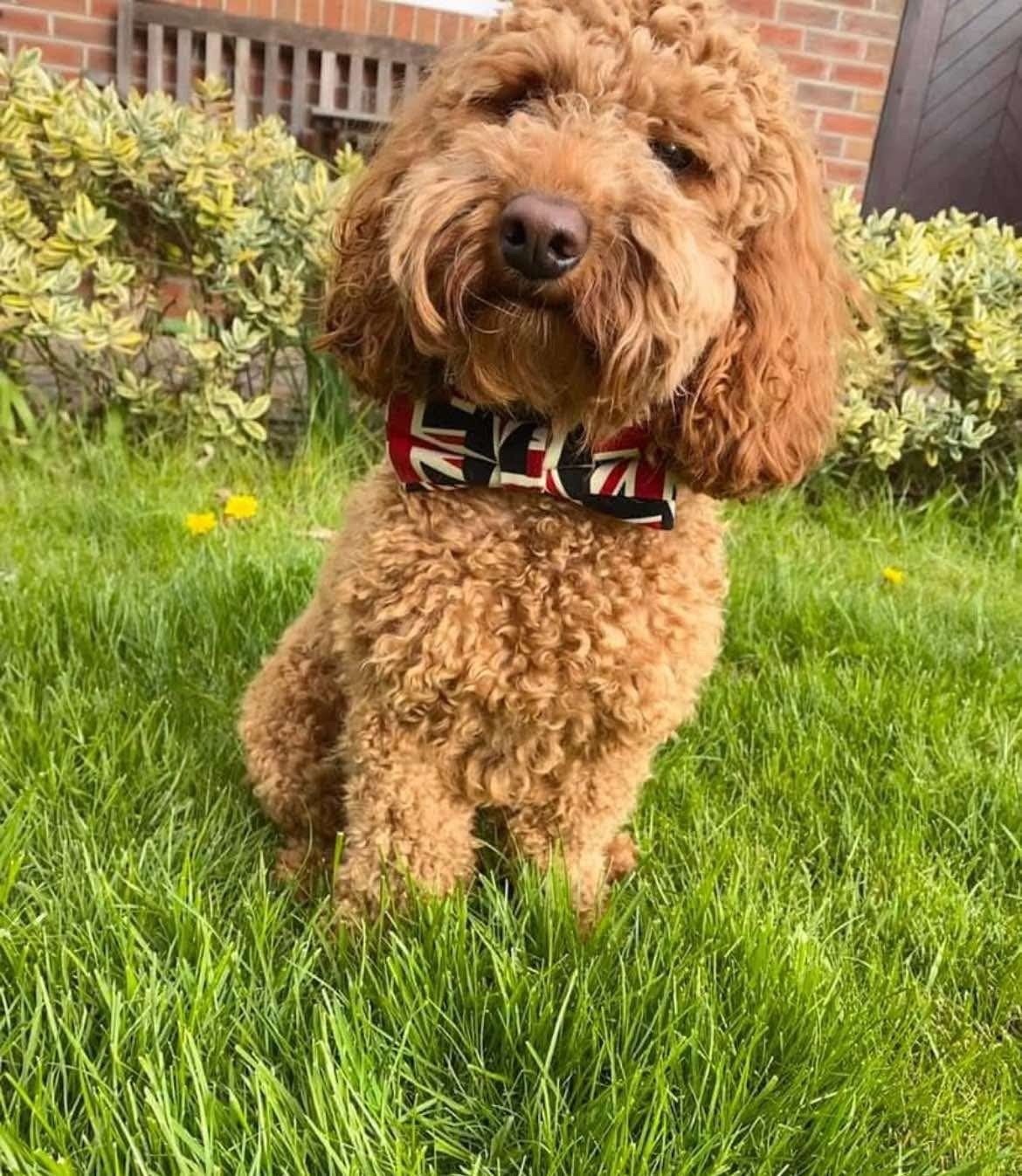 VE_Union_Jack_Cockerpoo_dog
