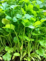 Coriander Herb Plant