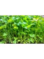 Coriander Herb Plant