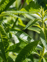 Verbena Lemon Herb Plant