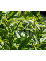 Verbena Lemon Herb Plant