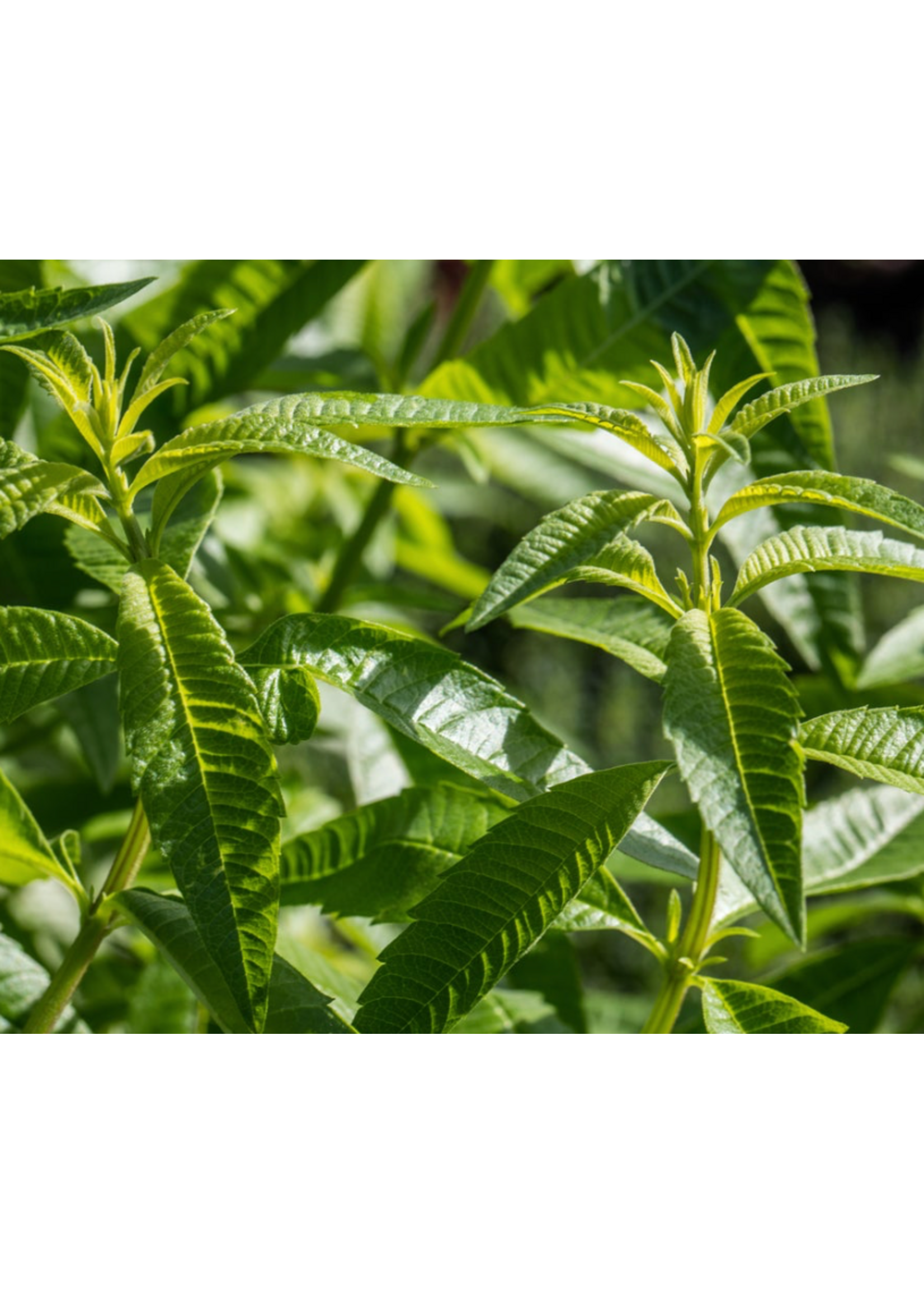 Verbena Lemon Herb Plant