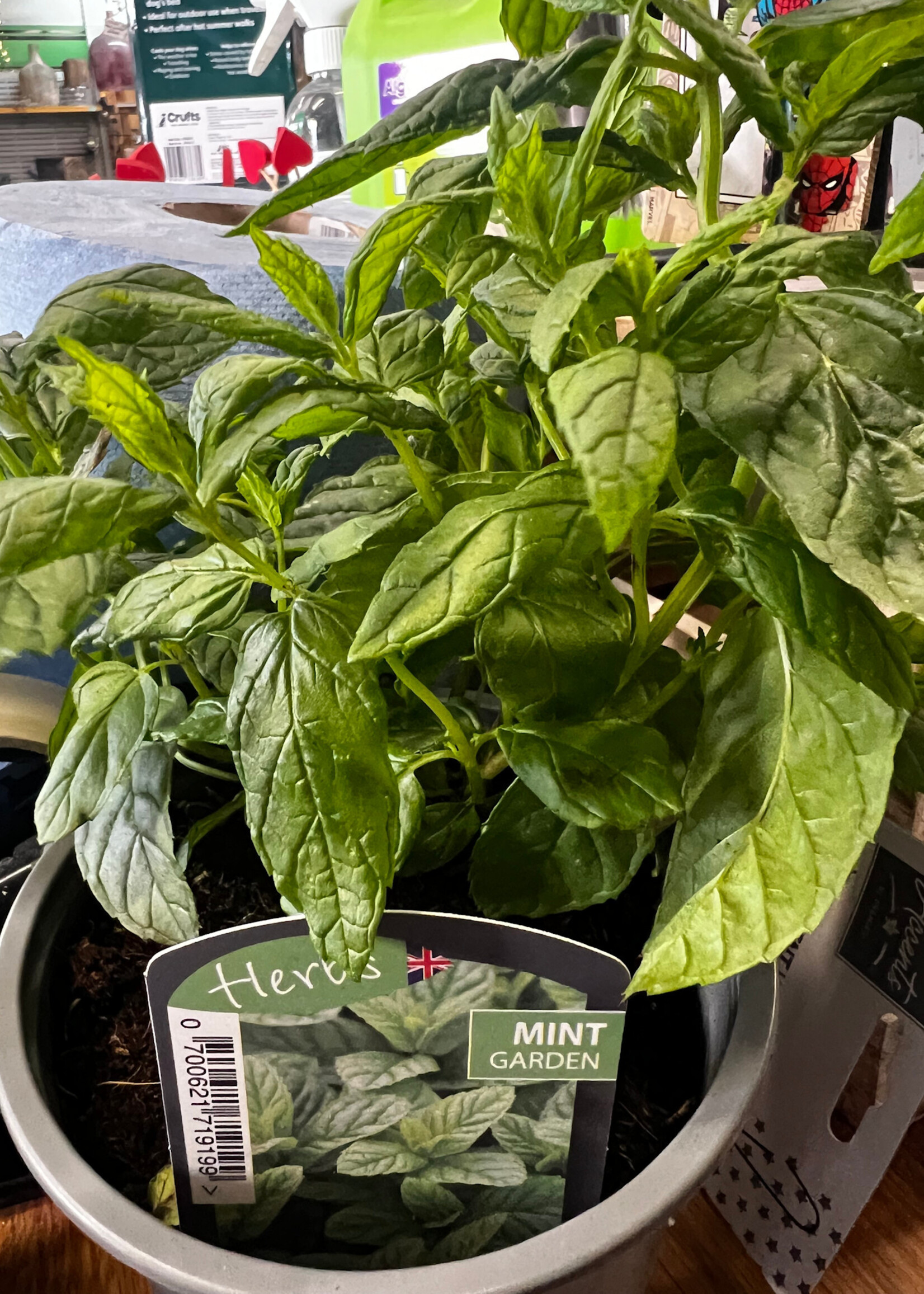 Mint Garden Herb Plant