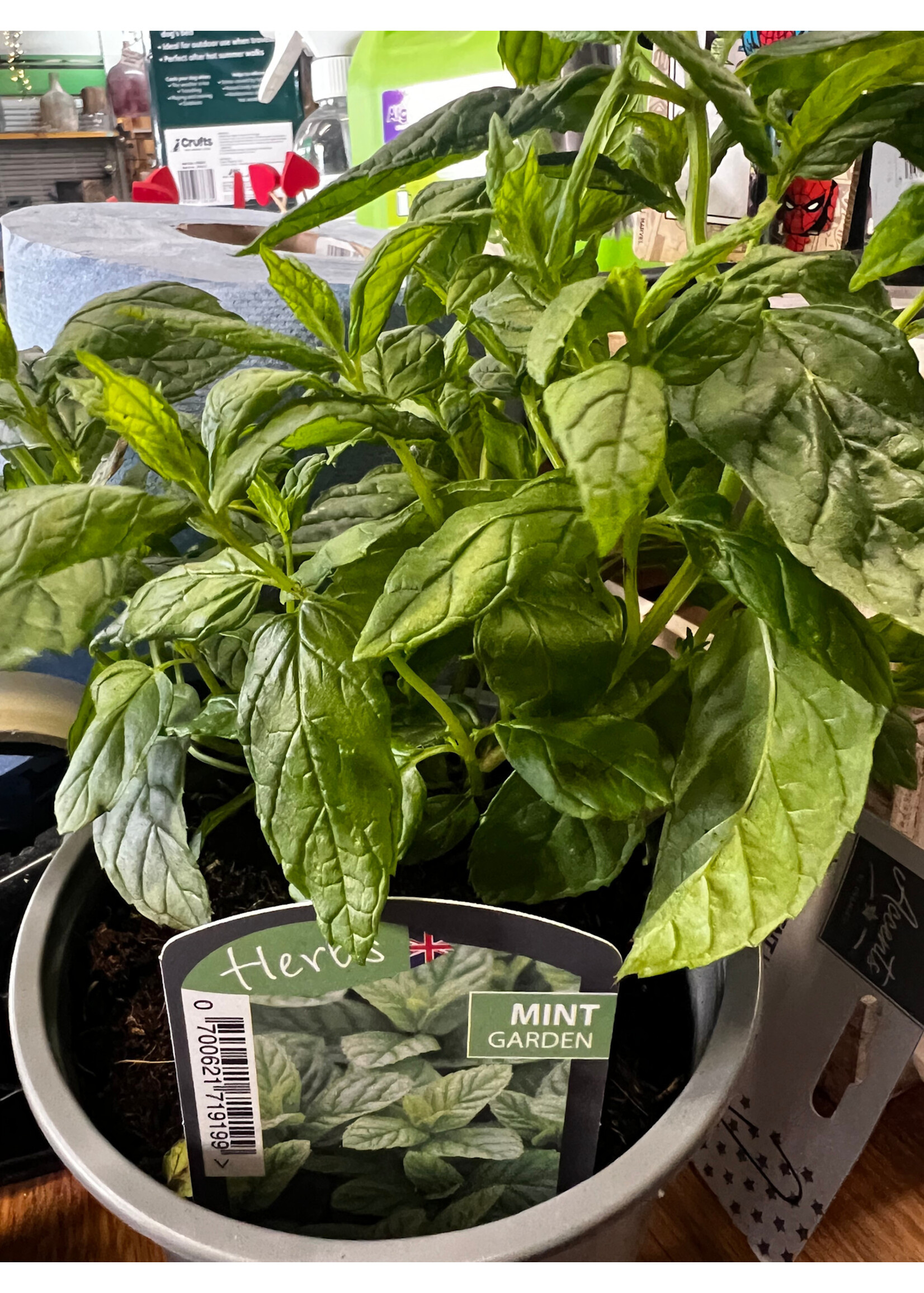 Mint Garden Herb Plant