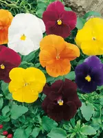 Unwins Pansy - Clear Crystals Mix
