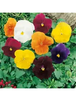 Unwins Pansy - Clear Crystals Mix