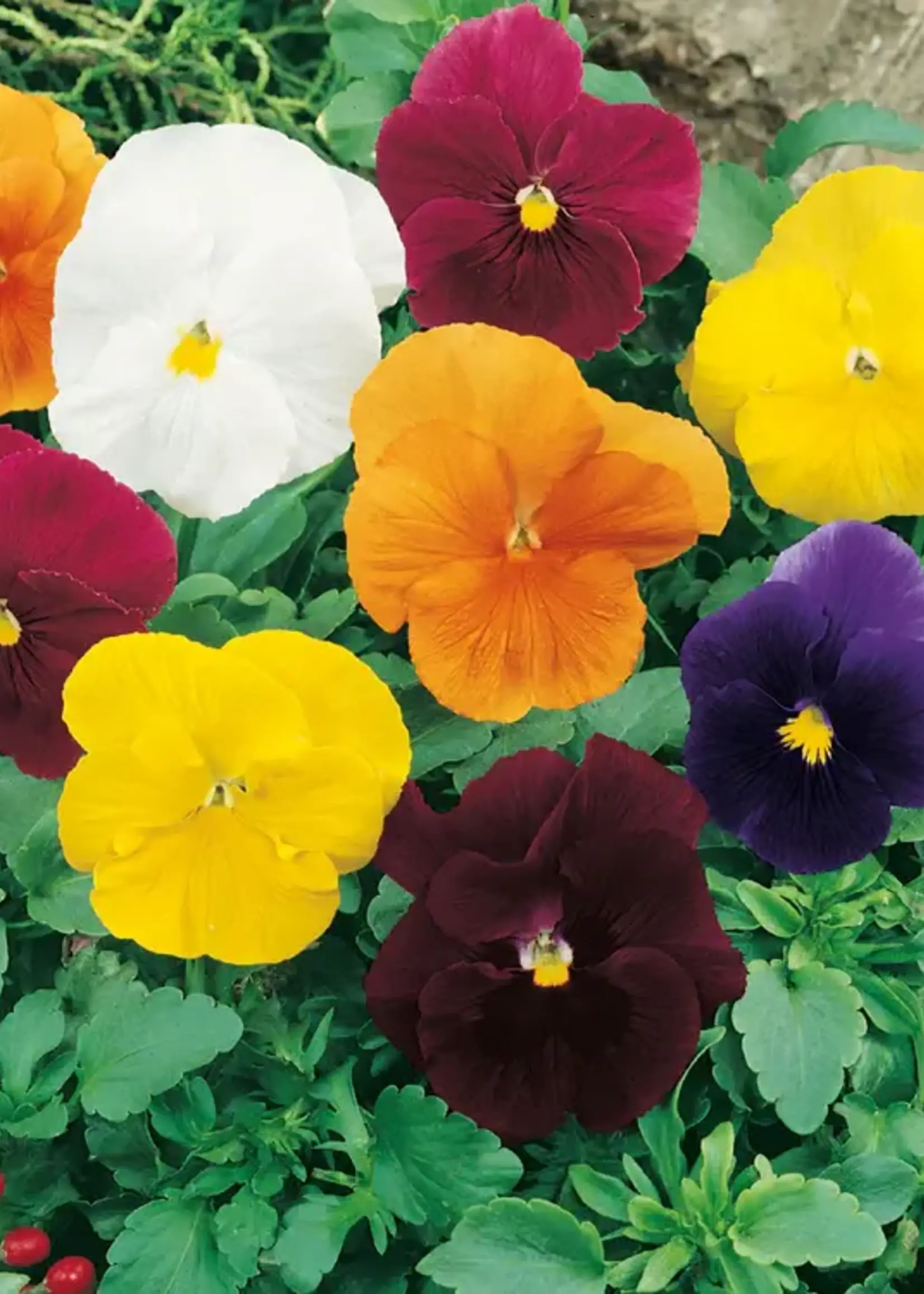 Unwins Pansy - Clear Crystals Mix