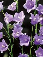 Unwins Campanula - Telham Beauty