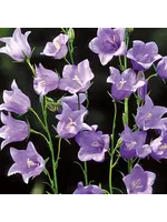 Unwins Campanula - Telham Beauty