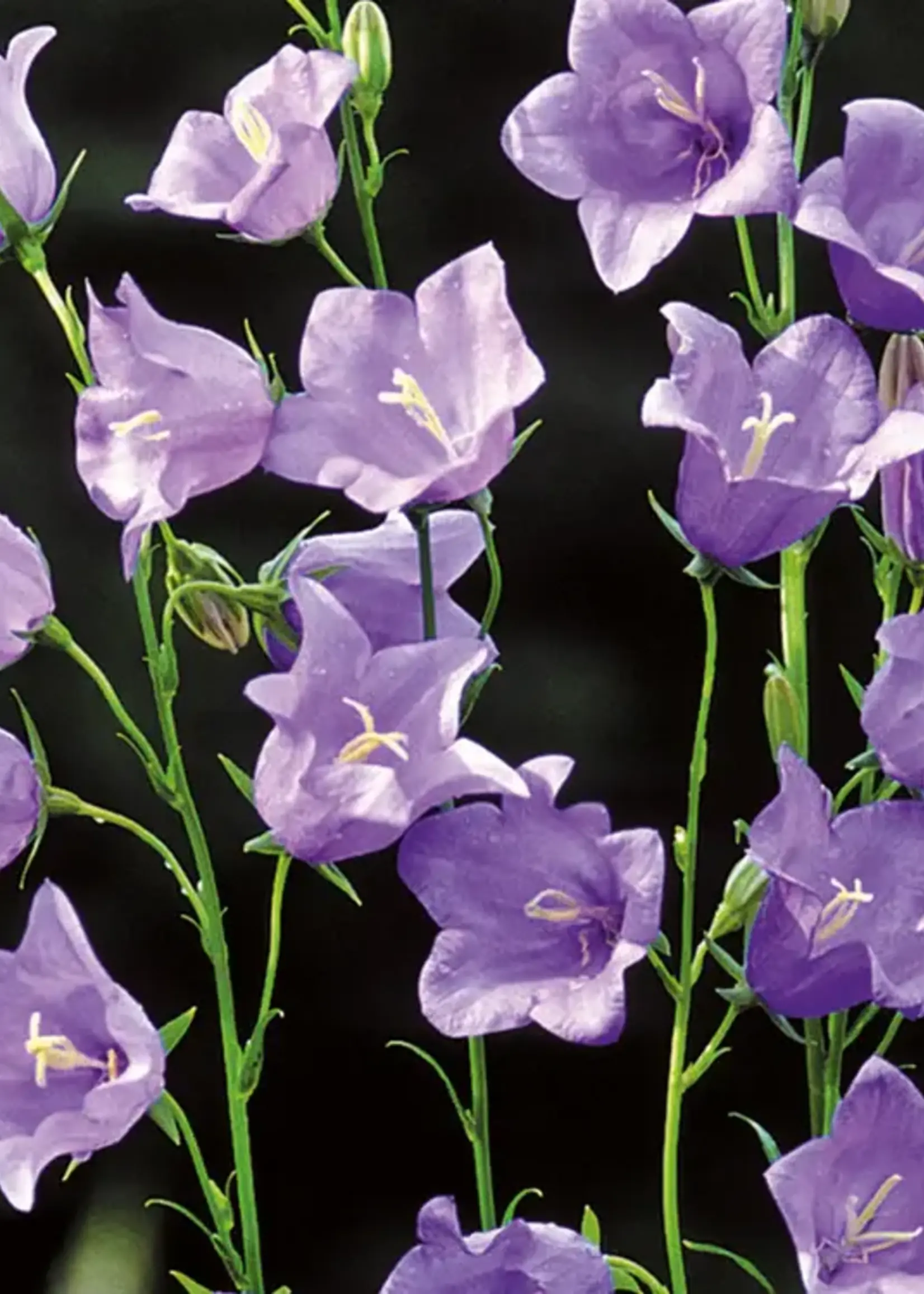 Unwins Campanula - Telham Beauty