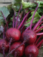 Unwins Beetroot - Boston