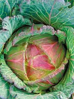 Unwins Cabbage - (Round) Marabel F1