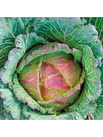 Unwins Cabbage - (Round) Marabel F1