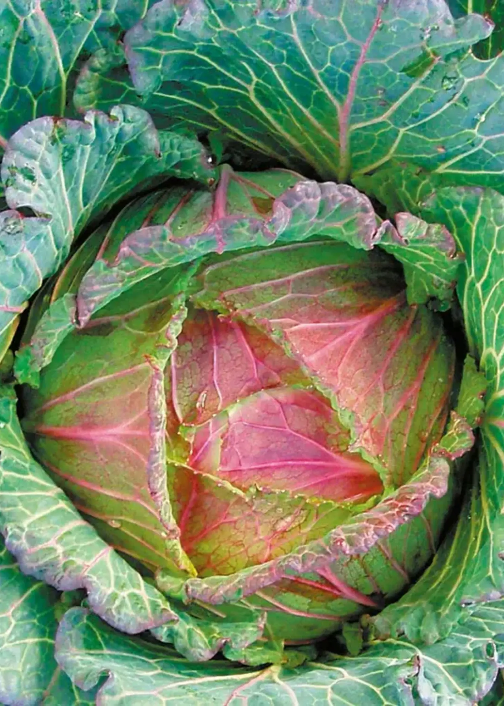 Unwins Cabbage - (Round) Marabel F1